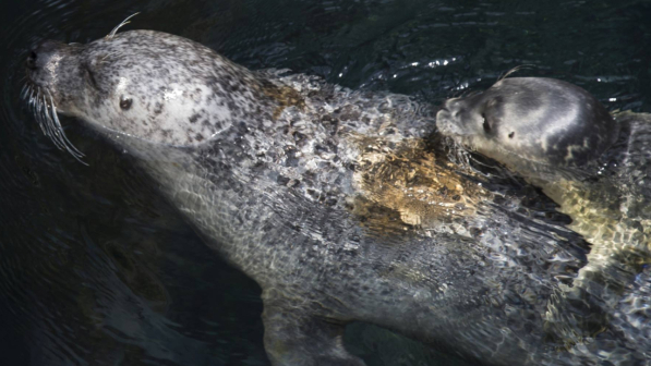 Fiocco azzurro all'Acquario di Genova: è nato un cucciolo di foca