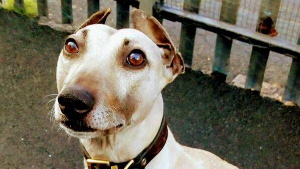 Sam, il cane più solo al mondo: da 900 giorni attende una casa