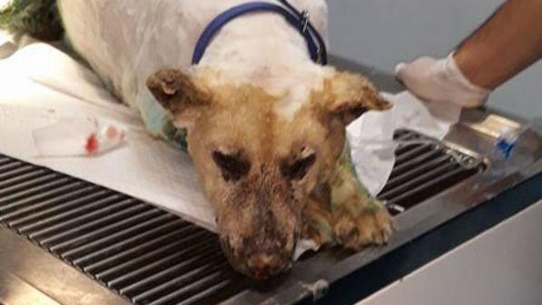 E' morto Jako: il cane legato e dato alle fiamme perché "abbaiava troppo"