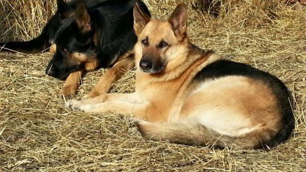 Torino, l'amore per il suo cane salva una 58enne dal suicidio