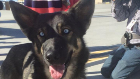 Luna, il cane sull'isola deserta ritrovato dopo 5 settimane dalla sua scomparsa