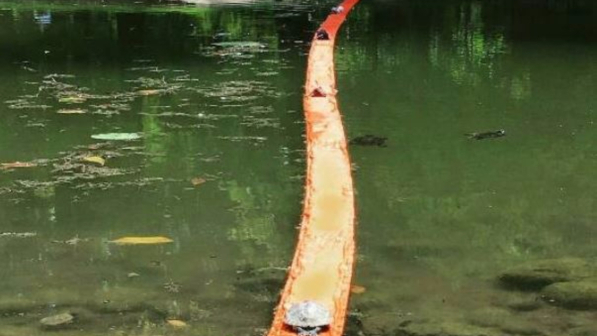 Brescia, non solo "The Floating Piers": arriva la passerella per topi, gatti e tartarughe