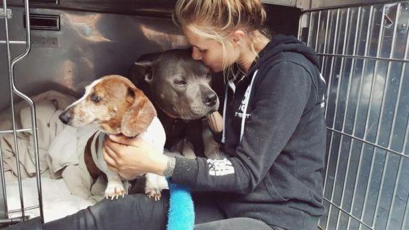 Usa Il Bassotto Cieco Ritrova Il Suo Cane Guida E Insieme Cercano