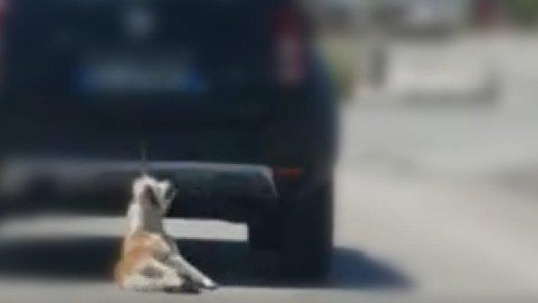 Orrore a Trani, cane legato e trascinato da un'auto in corsa