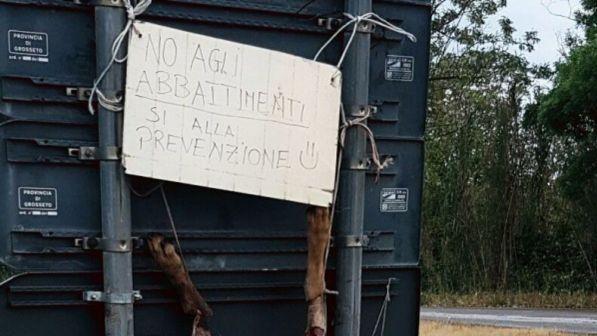 Lupo scuoiato e appeso sui cartelli stradali in provincia di Livorno