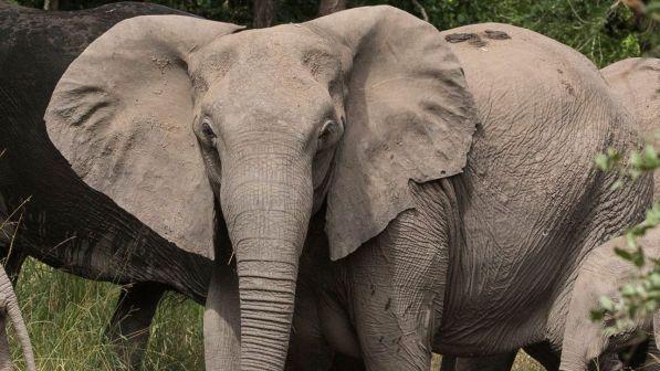 Gli elefanti africani nascono senza zanne: secondo l'esperta è un effetto del bracconaggio