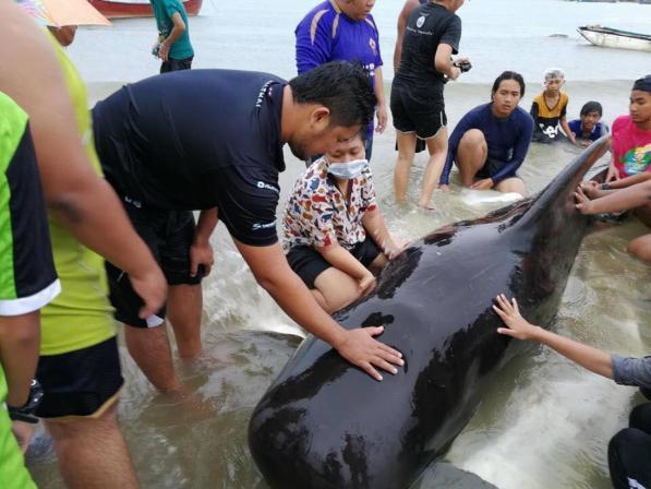 Thailandia, balena ingoia 80 buste di plastica e muore