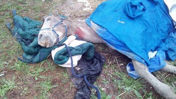 Ferrara, 50 cavalli abbandonati nelle campagne: denutriti, rischiano di morire