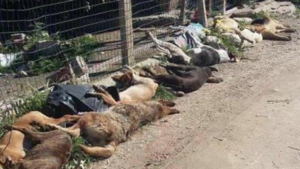 Sciacca: avvelenati 30 cani randagi, raffica di minacce di morte al sindaco