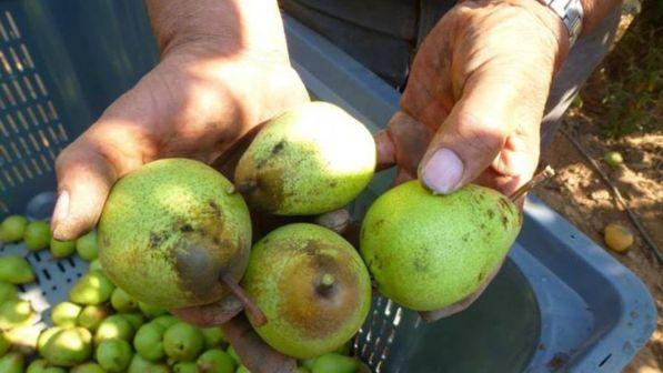 Occupazione giovanile, l'Unione europea punta sull'agricoltura