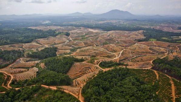 Foreste in pericolo, senza biodiversità si produce legno per 500 miliardi di dollari in meno all'anno