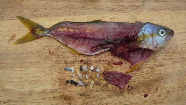 Coldiretti pubblica la black list dei cibi più pericolosi: "Nocciole turche e pesce spagnolo nella lista nera"