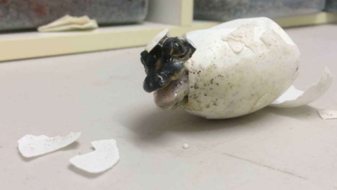 Australia, la nascita di un coccodrillo come in Jurassic Park