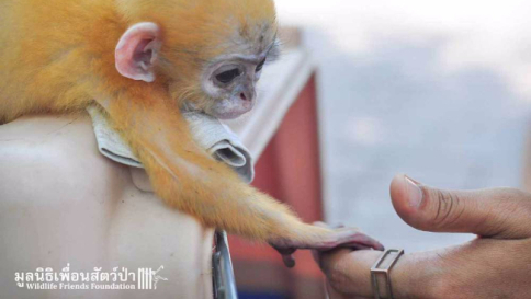 Thailandia, il piccolo di scimmia ringrazia a modo suo l'uomo che l'ha salvato