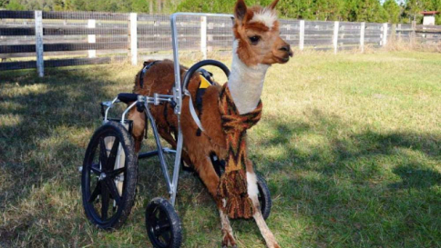 Usa, alpaca paralizzata dopo incidente "rivive" grazie a una sedia a rotelle