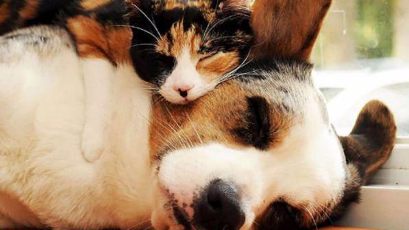 Usa, arriva l'avvocato per cani e gatti: nei tribunali del Connecticut avranno diritto al difensore d'ufficio