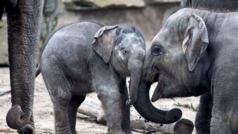 Berlino, battezzato il cucciolo d'elefante di Tierpark: benvenuto al piccolo Edgar