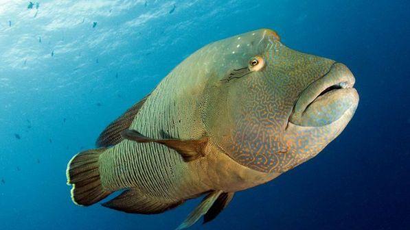 Allarme inquinamento: solo il 13% degli oceani è incontaminato