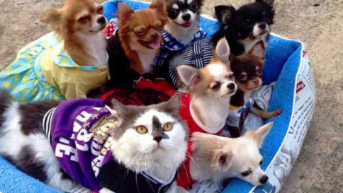 E' un gattone bianco e nero e i suoi cuccioli non sono micetti, ma sette piccoli chihuahua