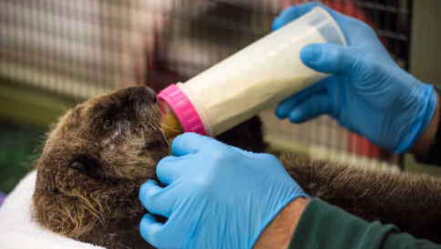 Piccola lontra orfana trova una nuova casa