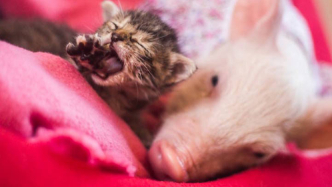Rimaste senza mamma, una maialina e una gattina diventano amiche del cuore