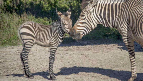 Usa, grande festa per l'ultima arrivata allo zoo di Tampa: è una zebra di Hartmann