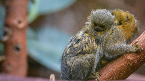 Gb, festa al Chester Zoo: è nato il cucciolo della più piccola scimmia al mondo