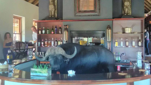 Quando il barman è un bufalo