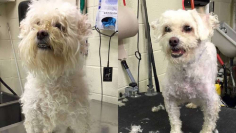 Coiffeur gratis per i cani più anziani per renderli più belli e farli adottare