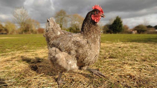 Referendum Usa: dalla fine della schiavitù ai diritti delle galline