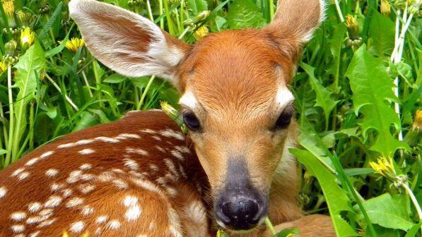 Usa, bracconiere condannato a guardare "Bambi" a ripetizione