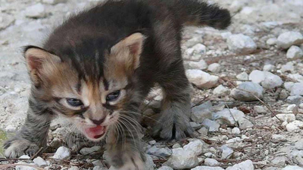 Getta Cinque Gattini Appena Nati Tra I Rifiuti Denunciato Anziano