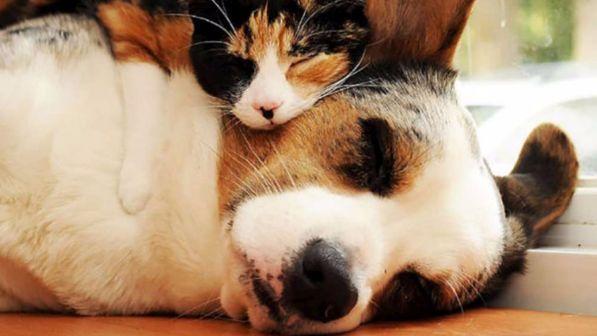 Cosa Sognano Cani E Gatti Ecco La Risposta Degli Scienziati Di