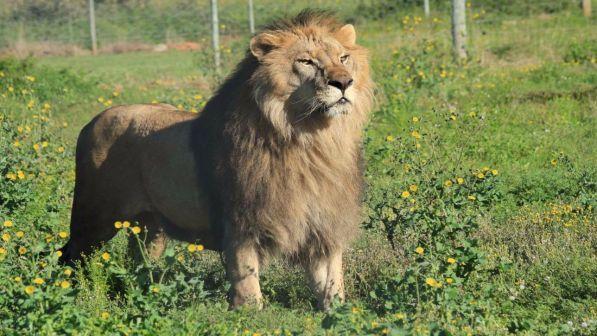 Tragedia in Giordania, veterinario e assistente sbranati dai leoni