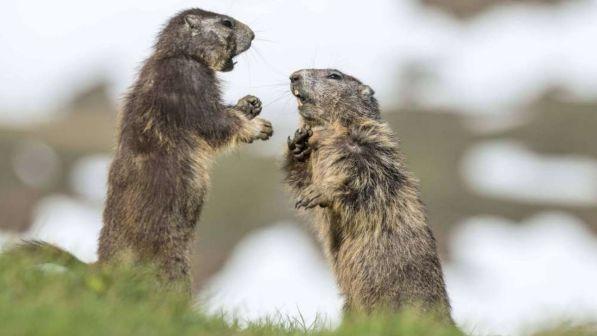 Mangiano un rene crudo di marmotta: coppia morta di peste bubbonica