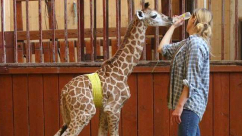 Varsavia, cucciolo di giraffa rifiutato da madre: salvato da veterinari