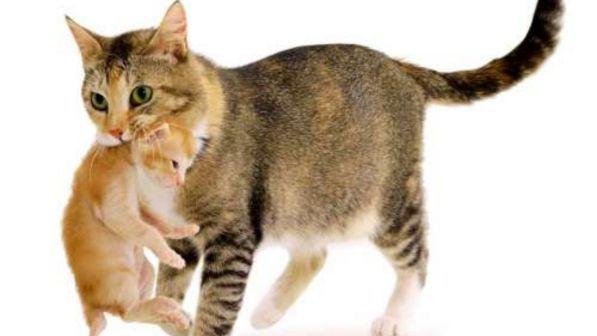 Omaui, il piccolo villaggio della Nuova Zelanda che vuole vietare i gatti