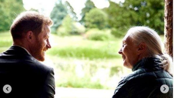 Il principe Harry: "Avremo solo 2 figli, vogliamo rispettare l'ambiente"