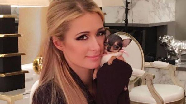 Paris Hilton, il nuovo chihuahua vale ottomila dollari