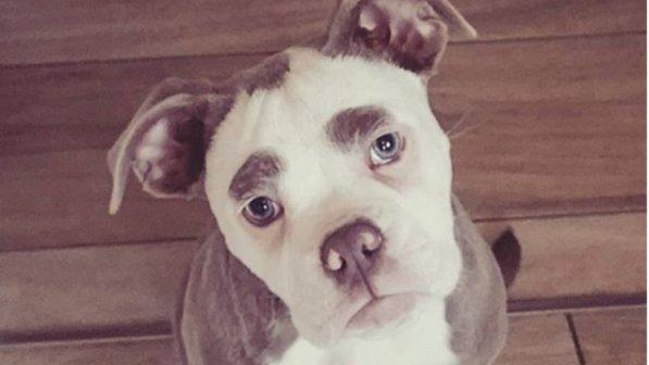 Madame Eyebrows, il cane più triste del mondo