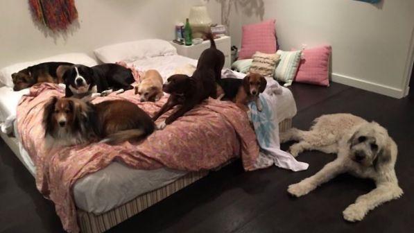 Dal maiale ai sette cani, dopo il divorzio Miley Cyrus avrà la custodia di tutti gli animali