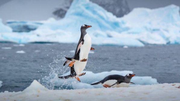 Il caldo scioglie lo strato ghiacciato in Antartide, migliaia di pulcini di pinguini affogati