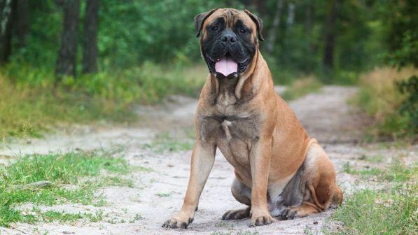 Russia, cane percorre 200 chilometri per tornare dal proprietario che l'aveva abbandonato e mandato in un canile