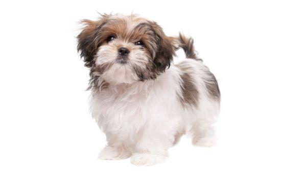 Usa, un cane (sano) è stato soppresso per essere sepolto con la padrona: è polemica