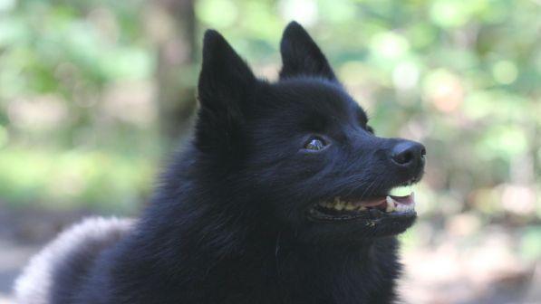 Lucca, cane veglia per ore il padrone morto