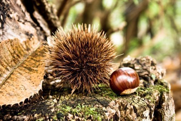 Autunno di gusto: la sagra è servita!