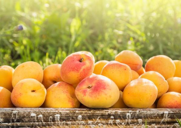 Albicocche: buone per la salute, per la linea e per l’abbronzatura