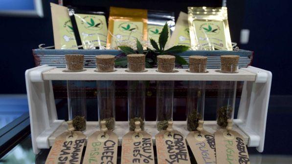 Reato vendere la cannabis light, la Cassazione: "Conta l'effetto drogante"