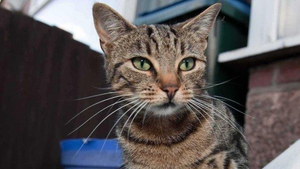 Trapani, bastona un gatto e arriva una condanna record: 4 mesi di reclusione