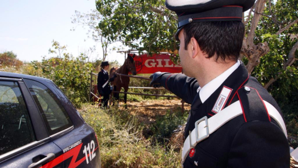 Salerno, cavallo lasciato legato a un albero muore di fame e sete